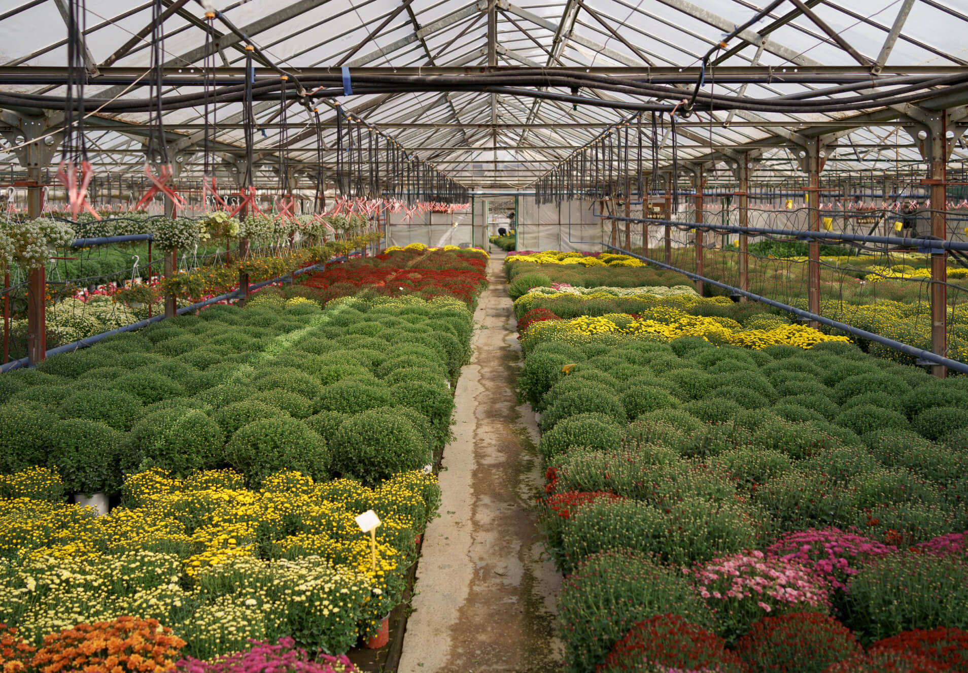 Plant Supply & Nurseries